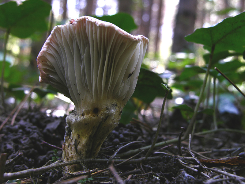 Ordine Boletales,facili Gomphidiaceae.